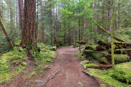 Hiking Trail in a vibrant forest with green trees. Canadian Nature. Buntzen Lake Loop Trail, Anmore,...