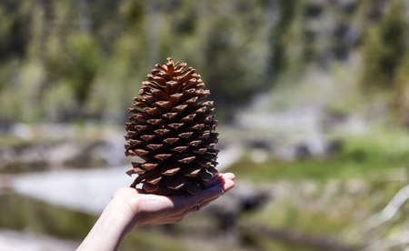 Big Pine Cone held on female hand in the Forest. Taken in California, USA.