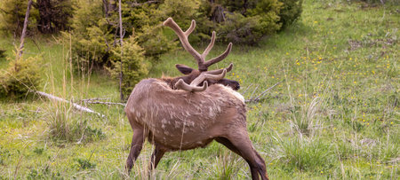 Elk eating grass near Forest in American Landscape. Yellowstone National Park. United States. Nature Background.の写真素材