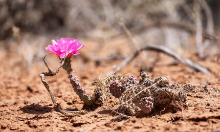 Pink Flower on a Cactus in the desert of Arizona, United States of America.の写真素材