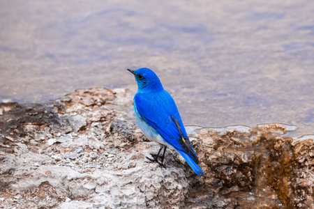 Small Colorful Bird at Hot Spring Landscape with unique ground formation. Mammoth Hot Springs, Yellowstone National Park, Wyoming, United States.の写真素材