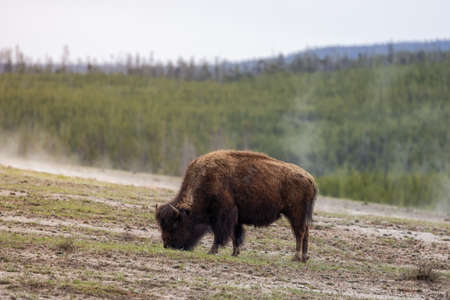 Bison eating grass in American Landscape. Yellowstone National Park. United States. Nature Background.の写真素材
