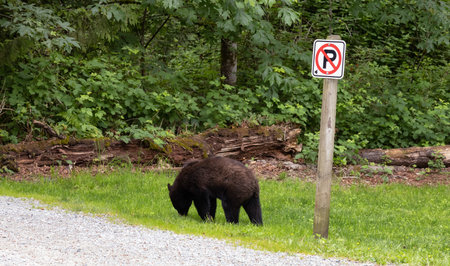 Black Bear in a city park. Spring Season. Minnekhada Regional Park, Coquitlam, Vancouver, British Columbia, Canada.の写真素材