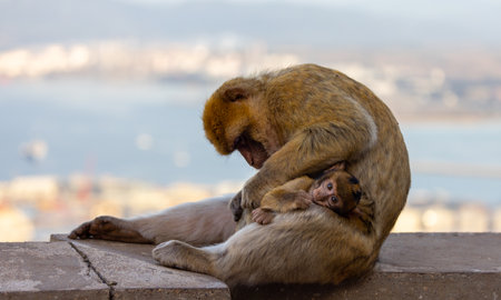 Mother and Baby Monkey, Barbary macaque at Rock of Gibraltar, UK. City and Sea in Background.
