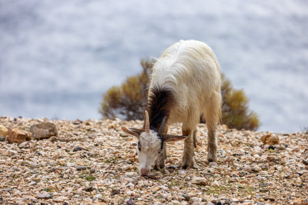 Herd of Sheep on the green grass by the Sea Coast. Sardinia, Italy. Cloudy Skyの写真素材