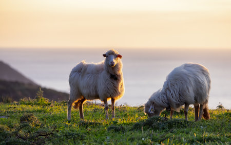 Herd of Sheep on the green grass by the Sea Coast. Sardinia, Italy. Cloudy Sunset Skyの写真素材