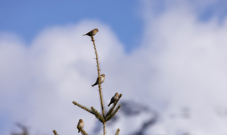 Small Bird sitting on a tree branch with snow mountains in background. Squamish, British Columbia, Canada.の写真素材