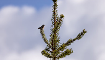 Small Bird sitting on a tree branch with snow mountains in background. Squamish, British Columbia, Canada.の写真素材