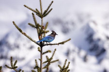 Blue jay Bird sitting on a tree branch with snow mountains in background. Squamish, British Columbia, Canada.の写真素材