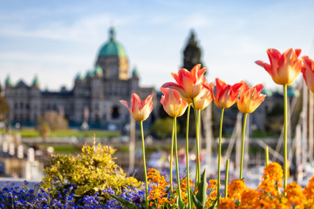 Legislative Assembly of British Columbia in the Capital City during a sunny day. Downtown Victoria, Vancouver Island, BC, Canada. Sunsetの写真素材