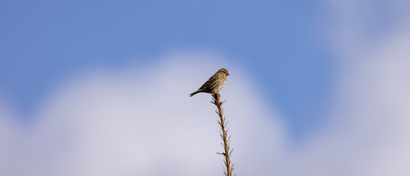 Small Bird sitting on a tree branch with snow mountains in background. Squamish, British Columbia, Canada.の写真素材