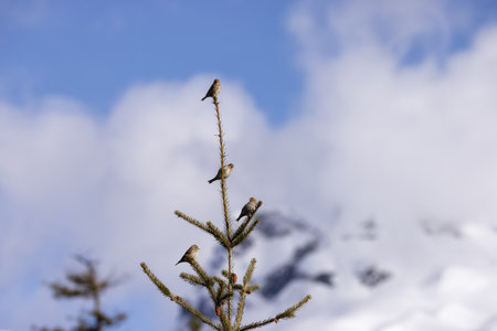 Small Bird sitting on a tree branch with snow mountains in background. Squamish, British Columbia, Canada.の写真素材
