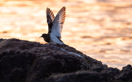Bird on a rocky island flapping Wings on the West Coast of Pacific Ocean. Sunset. West Vancouver, British Columbia, Canada.の写真素材