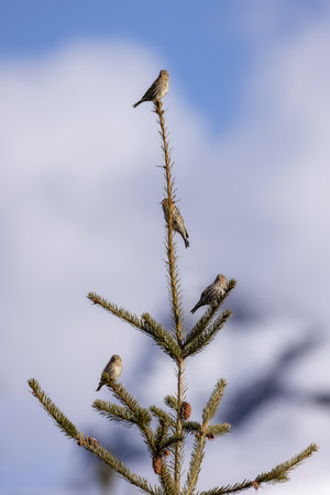 Small Bird sitting on a tree branch with snow mountains in background. Squamish, British Columbia,...