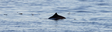 Fin popping out of Pacific Ocean Water on the West Coast. Howe Sound, Vancouver, BC, Canada.の写真素材