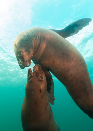 Sea Lion Swimming Underwater in the Pacific Ocean on the West Coast. Hornby Island, British Columbia, Canada.の写真素材