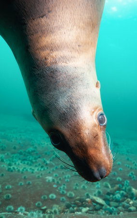 Sea Lion Swimming Underwater in the Pacific Ocean on the West Coast. Hornby Island, British Columbia, Canada.の写真素材