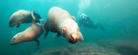 Sea Lion Swimming Underwater in the Pacific Ocean on the West Coast. Hornby Island, British Columbia, Canada.の写真素材