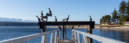 Flock of Birds on the Ocean Coast. Sunny Day. Hornby Island, British Columbia, Canada.の写真素材