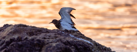 Bird on a rocky island flapping Wings on the West Coast of Pacific Ocean. Sunset. West Vancouver, British Columbia, Canada.の写真素材
