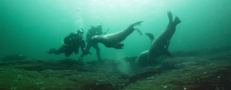 Sea Lions interacting with Scuba Divers Underwater in the Pacific Ocean on the West Coast. Hornby Island, British Columbia, Canada.の写真素材