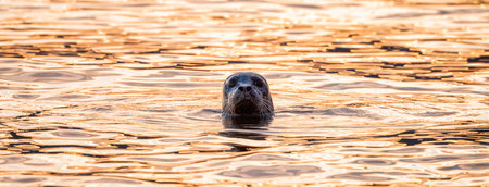 Seal pocking his head out of the water to look. Pacific Ocean on West Coast. Vancouver, British Columbia, Canada.の写真素材