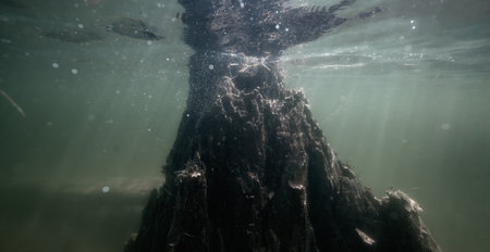 Tree trunk underwater. Buntzen Lake, Anmore, Vancouver, BC, Canada. Sunny Spring Season Dayの写真素材