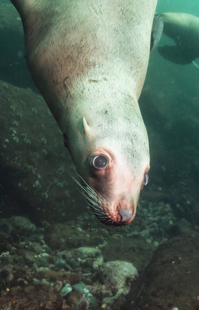 Sea Lion Swimming Underwater in the Pacific Ocean on the West Coast. Hornby Island, British Columbia, Canada.の写真素材