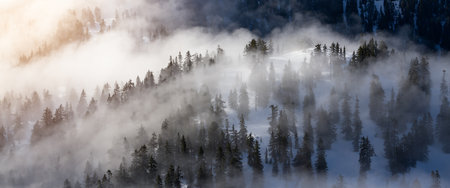 Green Trees on top of Canadian Mountain Landscape covered in Clouds. Aerial View near Vancouver, BC, Canada.の写真素材