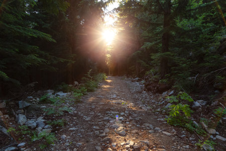 Hiking Trail in Rain Forest during sunny Sunset. Squamish, British Columbia, Canada.の写真素材