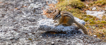 Chipmunk on top of Chief Mountain in Squamish, BC, Canada.の写真素材