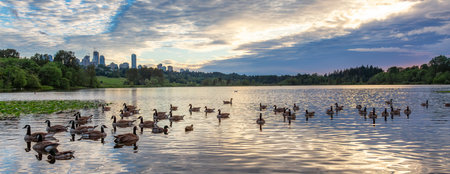 Canadian Goose swiming in a lake during sunset. Deer Lake, Burnaby, Vancouver, BC, Canada.の写真素材