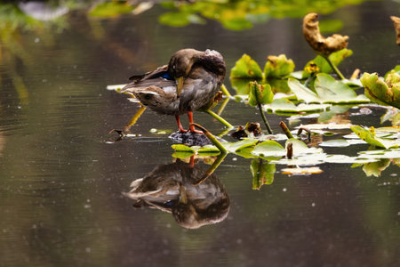 Duck washing himself in a lake pond in Park, Downtown Vancouver, BC, Canada.の写真素材