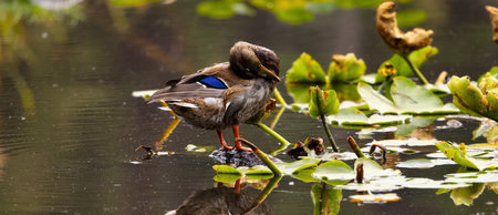 Duck washing himself in a lake pond in  Park, Downtown Vancouver, BC, Canada.の写真素材