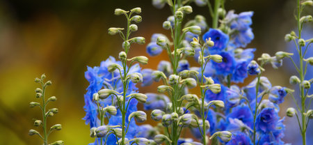 Plants and Flowers in a park. Nature Background. Close Up.の写真素材