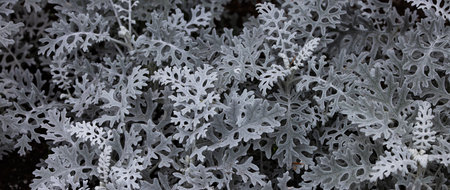 Close up of White Plants. Nature Background.