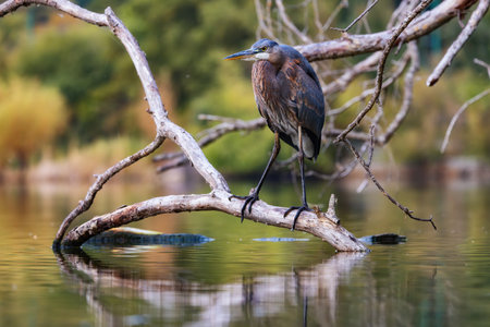 Heron hunting for fish to eat in Stanley Park, Downtown Vancouver, British Columbia, Canada. Sunset....