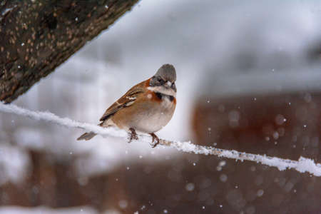 bird perched on a wire on a snowy dayの写真素材