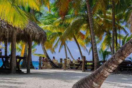 palm trees on the beachのeditorial素材