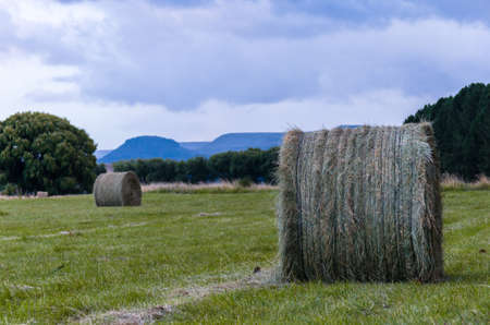 bale of grass in a meadow