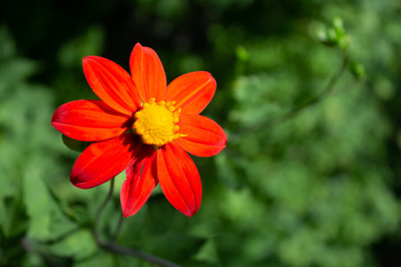 Beautiful red dahlia flower in the garden. Select focus.の写真素材