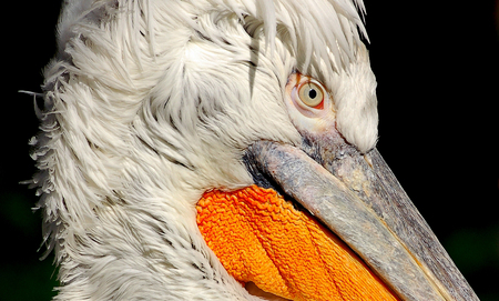 pelican head epic photo on black backgroundの写真素材