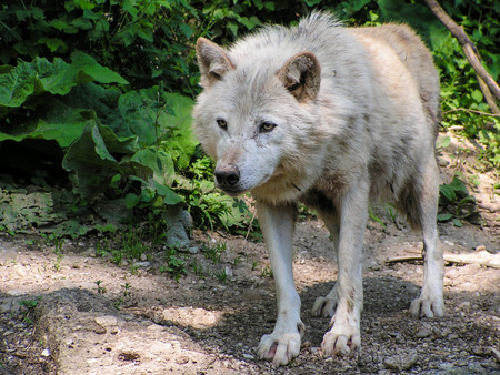 beautiful white wolf in the wild looks niceの写真素材