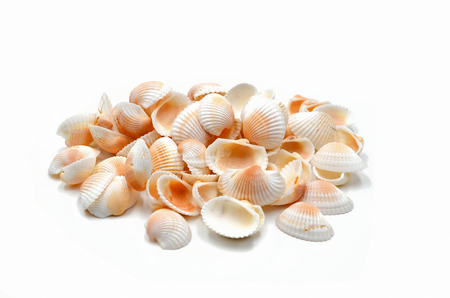many shells on white background photo isolatedの写真素材