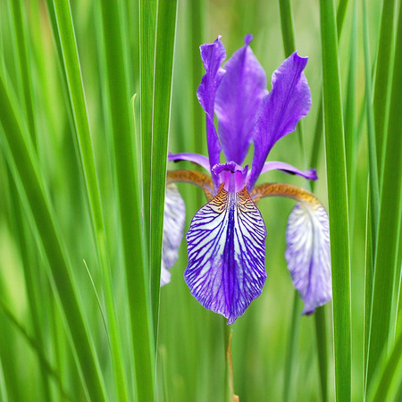 East Siberian sword lily on a green fieldの写真素材