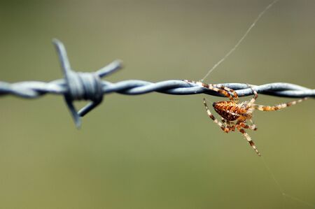 spider close up on a Barbed Wireの写真素材