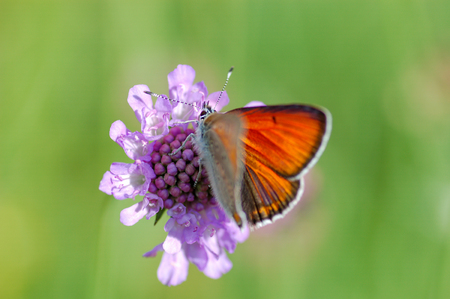 butterfly in closeup photo with macro lensesの写真素材