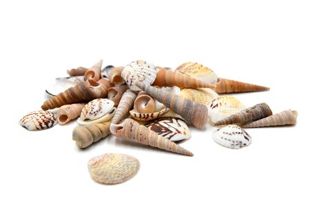many shells on white background photo isolated