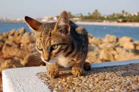 Cat plays on a stone wall close up in Tunisiaの写真素材