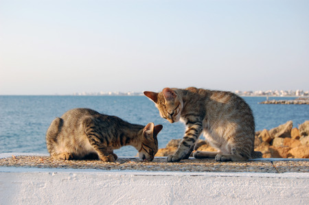 two wild cats play on the beach tunisia